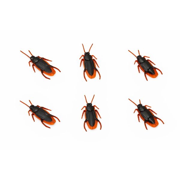barata_borracha_ydh_8610